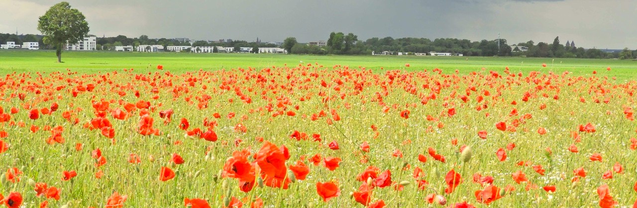 Hartmann-DSCN3704_cropped